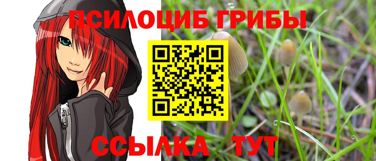 Галлюциногенные грибы Psilocybe Звенигород